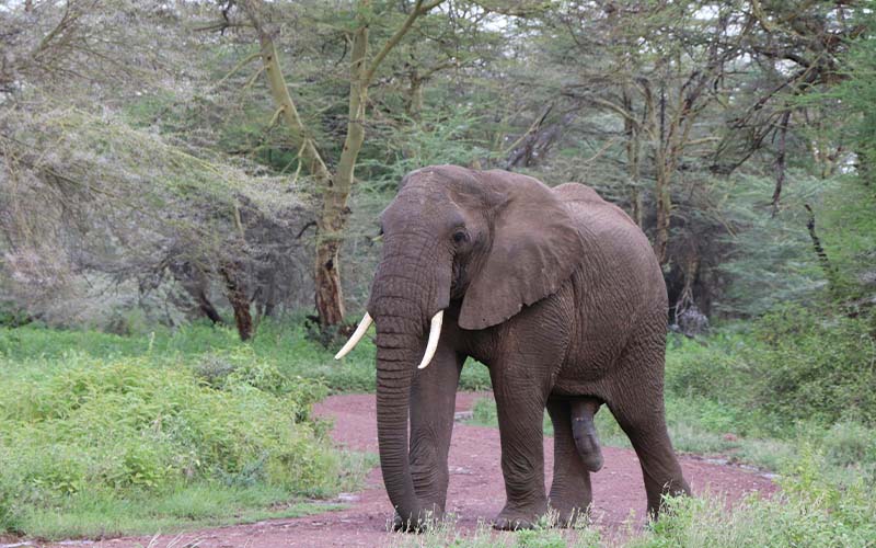 Lake Manyara National Park